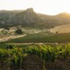 armonia-con-el-entorno Masterclass Vinos Blancos en Grandes Pagos de España – Cata di 7 bodegas