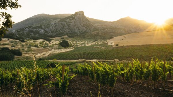armonia-con-el-entorno Masterclass Vinos Blancos en Grandes Pagos de España – Cata di 7 bodegas
