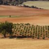 el-alma-del-terruno Masterclass Vinos Blancos en Grandes Pagos de España – Cata di 7 bodegas