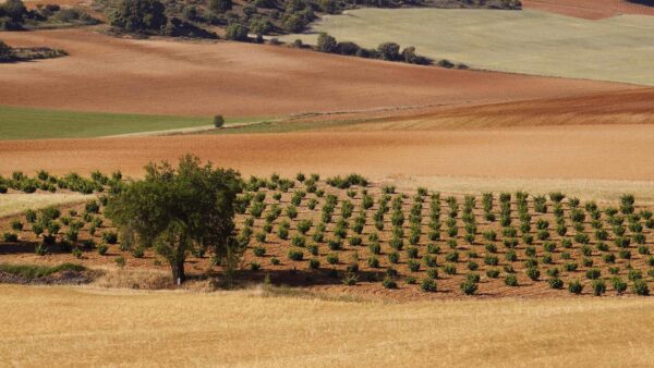 el-alma-del-terruno Masterclass Vinos Blancos en Grandes Pagos de España – Cata di 7 bodegas