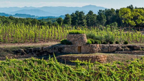 fincas-unicas-y-vinos-singulares Masterclass Vinos Blancos en Grandes Pagos de España – Cata di 7 bodegas