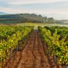 grandes-vinedos Masterclass Vinos Blancos en Grandes Pagos de España – Cata di 7 bodegas