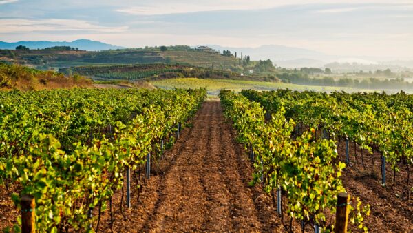 grandes-vinedos Masterclass Vinos Blancos en Grandes Pagos de España – Cata di 7 bodegas