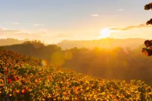 img18 Masterclass Le Vigne del Buttafuoco Storico: il terroir racconta il vino – Ghiaie, Arenarie, Argille