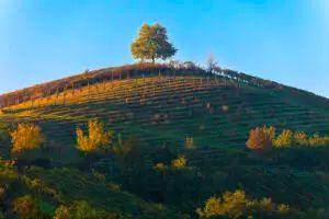 img19 Masterclass Le Vigne del Buttafuoco Storico: il terroir racconta il vino – Ghiaie, Arenarie, Argille