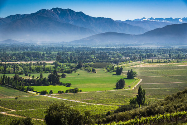 Masterclass Un italiano, un norvegese e un americano vanno in Cile – Non è una barzelletta: due vigne iconiche cilene