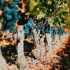 Masterclass Un italiano, un norvegese e un americano vanno in Cile – Non è una barzelletta: due vigne iconiche cilene