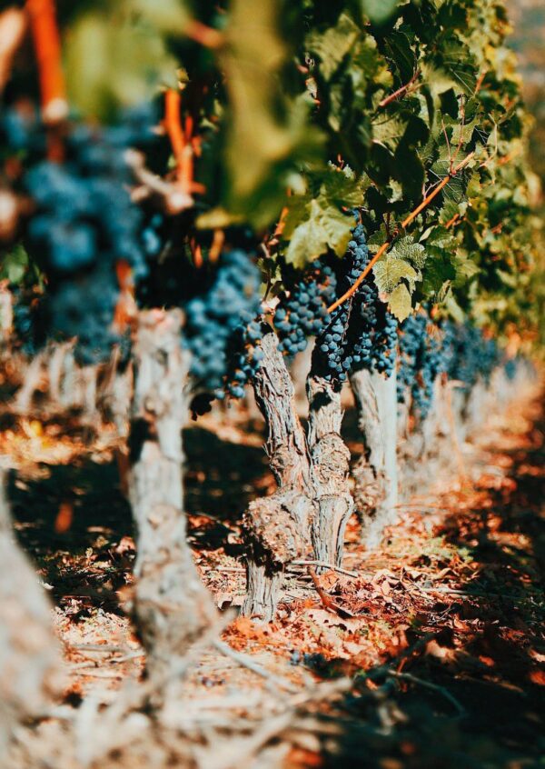 Masterclass Un italiano, un norvegese e un americano vanno in Cile – Non è una barzelletta: due vigne iconiche cilene